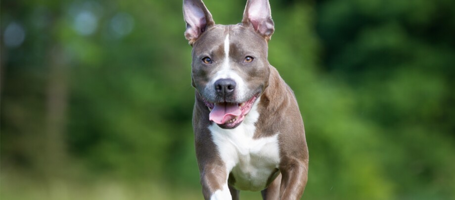 American Staffordshire Terrier Hund American Staffordshire Terrier Hund
