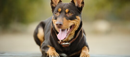 Australian Kelpie Hund liegt auf dem Boden