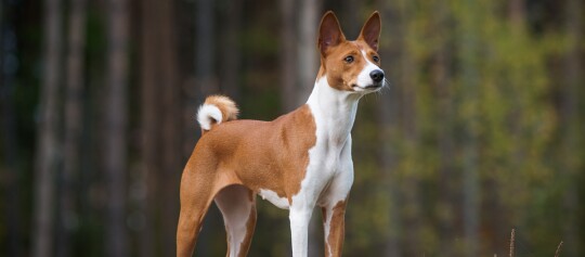 Basenji Hund mit straffer Haltung und aufmerksamem Blick