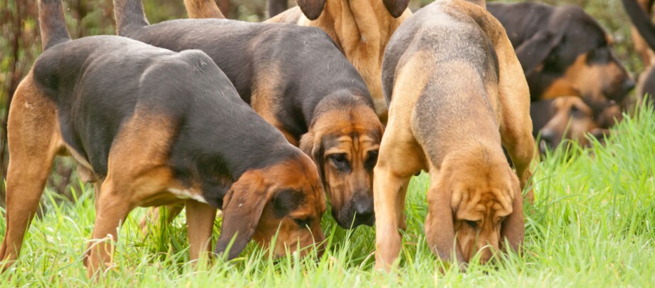 Mehrere Bloodhound Hunde schnüffeln im Gras auf der Wiese Mehrere Bloodhound Hunde schnüffeln im Gras auf der Wiese