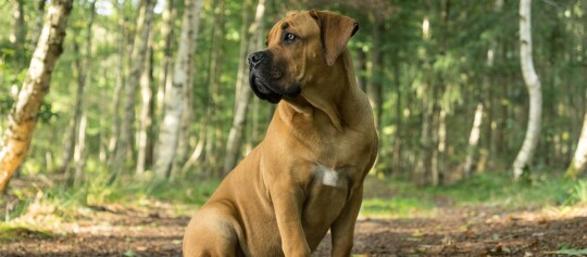 Boerboel Hund sitzt im Wald und schaut nach links