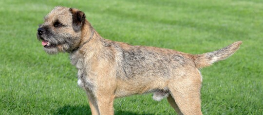 Border Terrier steht auf einer Wiese