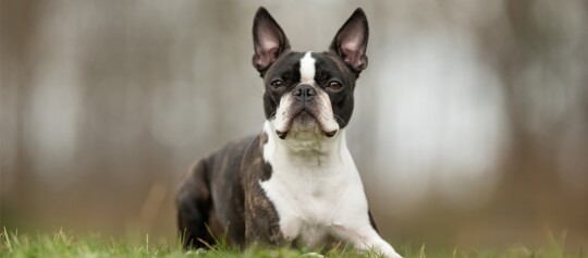 Boston Terrier liegt auf einer Wiese