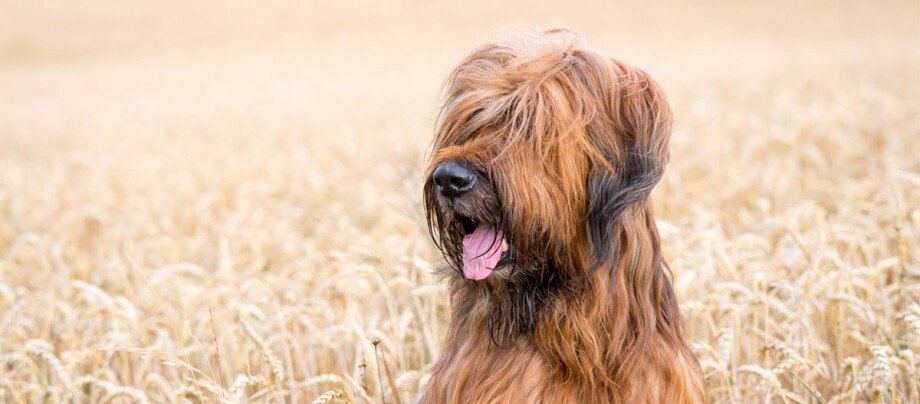 ratgeber_hund_rasse_portraits_briard_1200x527 Briard Hund sitzt im Feld
