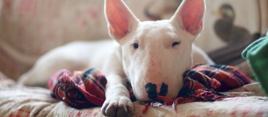 Un bull terrier allongé sur une couverture.