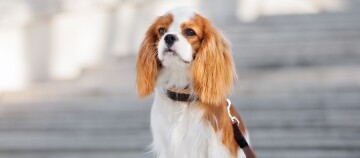 Kleiner Cavalier King Charles Spaniel Hund sitzt und ist an der Leine