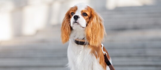 Kleiner Cavalier King Charles Spaniel Hund sitzt und ist an der Leine