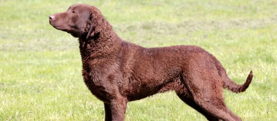 Großer brauner Chesapeake Bay Retriever Hund steht auf einer Wiese