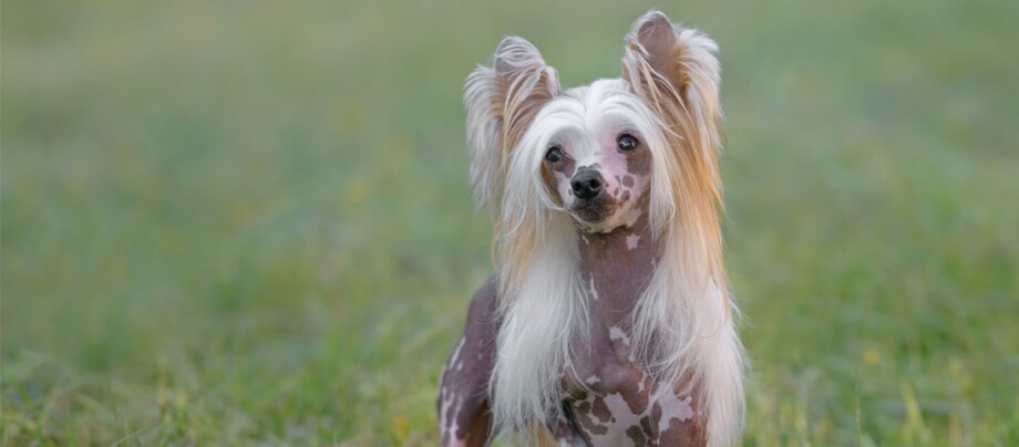Kleiner Chinesischer Schopfhund Hund steht auf der Wiese