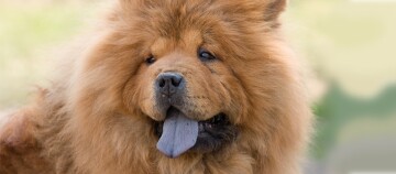 Chow Chow Hund