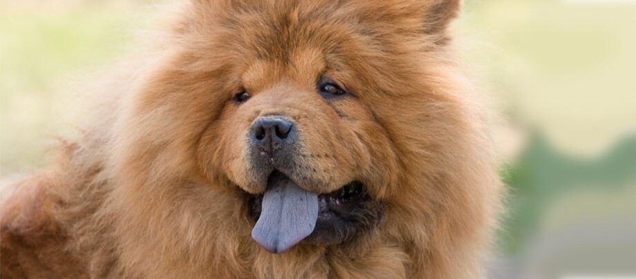 Chow Chow Hund Chow Chow Hund