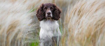 Un springer anglais assis au milieu d'un champ de céréales.