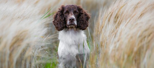 Un springer anglais assis au milieu d'un champ de céréales.
