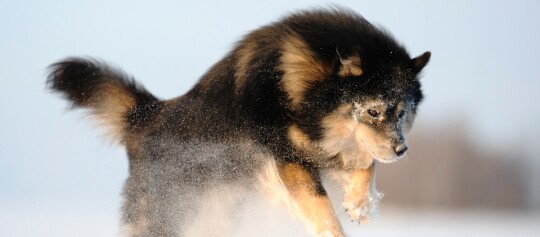 Finnischer Lapphund
