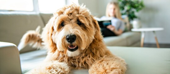 Golden Doodle Hund liegt auf der Couch