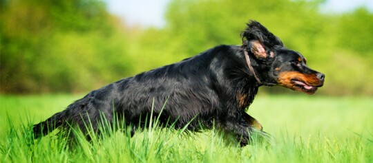 Gordon Setter Hund läuft durch eine Wiese