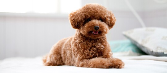 Ein Pudel liegt auf einem Bett