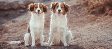 Zwei Kooikerhondje Hunde sitzen am Feldrand