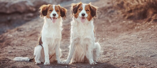 Zwei Kooikerhondje Hunde sitzen am Feldrand