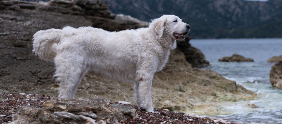 ratgeber_hund_rasse_portraits_kuvasz_1200x527 weißer Kuvasz Hund steht am Wasser