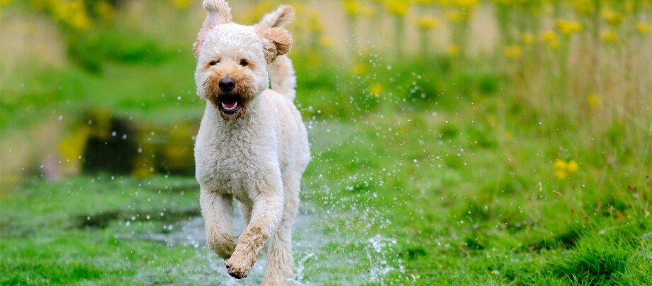 Labradoodle läuft durch eine Pfütze