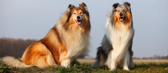 Zwei Collies sitzen auf einer Wiese