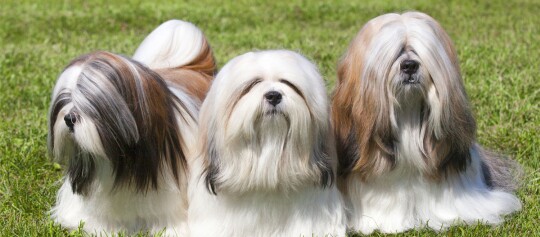Drei Ihasa Apso Hunde stehen auf einer Wiese