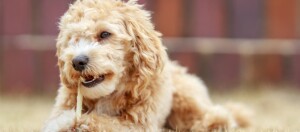 Maltipoo Hund kaut an einem Snack