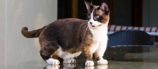 Munchkin Katze mit kurzen Beinen