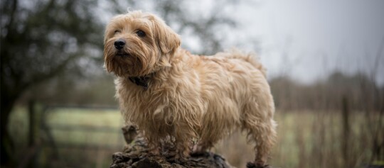 Norfolk Terrier Hund steht auf einem Hügel