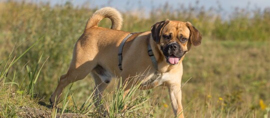 Puggle Hund läuft durch das Feld