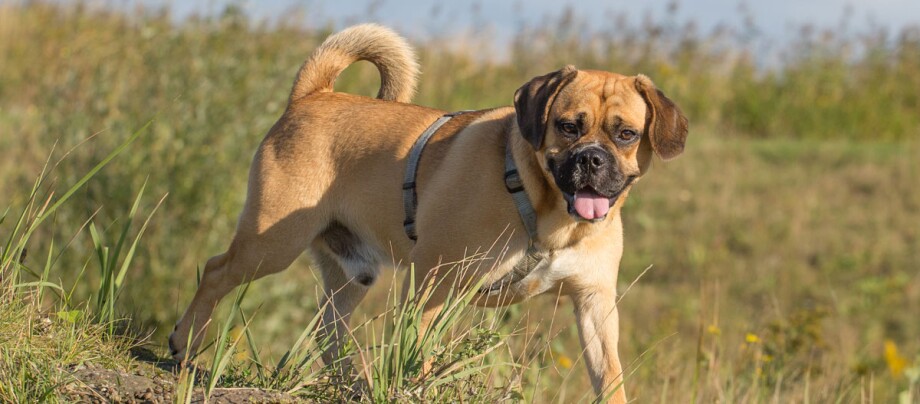 ratgeber_hund_rasse_portraits_puggle_1200x527 Puggle Hund lÀuft durch das Feld