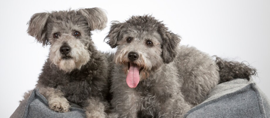 ratgeber_hund_rasse_portraits_pumi_1200x527 Zwei Pumi Hunde liegen auf einem Hundekissen