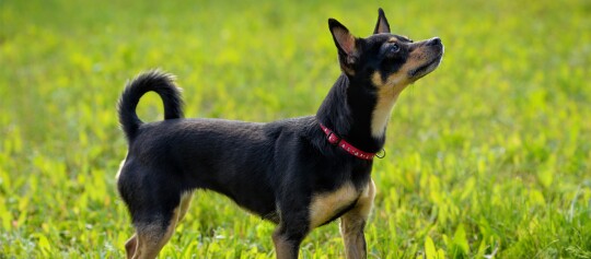 Russkiy Toy Hund mit roten Halsband steht auf einer Wiese