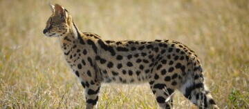 Serval Katze mit geflecktem Fell