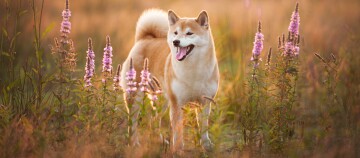 Shiba Inu Hund steht mitten im Feld