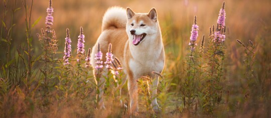 Shiba Inu Hund steht mitten im Feld