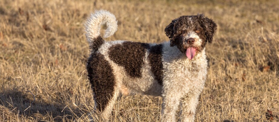 Spanischer Wasserhund steht auf einem Feld
