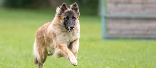 Tervueren Hund rennt auf einen Übungsplatz