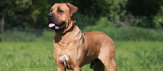 Tosa Inu Hund steht auf einer Wiese