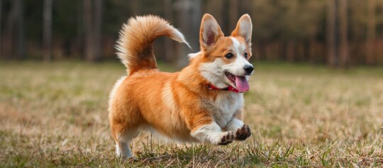 Welsh Corgi Pembroke rennt auf einer Wiese