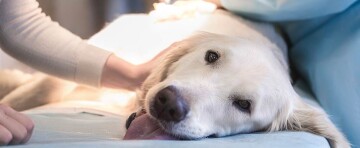 lebertumor bei HUnden