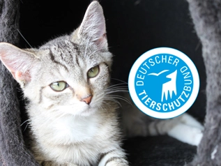 Das Logo Deutscher Tierschutzbund erscheint neben einer grauen Katze