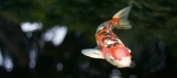 Eine Nahaufnahme eines Koi.