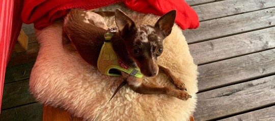 Ein Prager Rattler sitzt auf einem Stuhl.