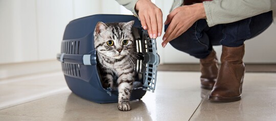 Eine Katze tritt aus einer Transportbox heraus