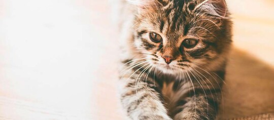 Eine Katze streckt sich.