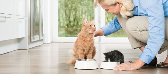 Eine Katze und ein Kitten beim fressen.