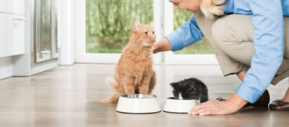 Eine Katze und ein Kitten beim Fressen Eine Katze und ein Kitten beim Fressen