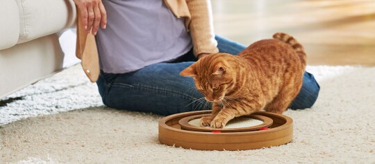 Eine Katze spielt mit Intelligenzspielzeug.